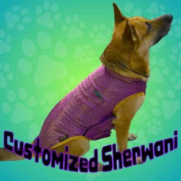 Designer Sherwani